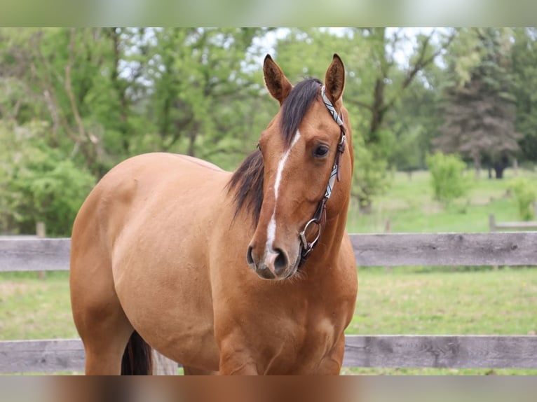 Quarter horse américain Hongre 4 Ans 163 cm Isabelle in Howell