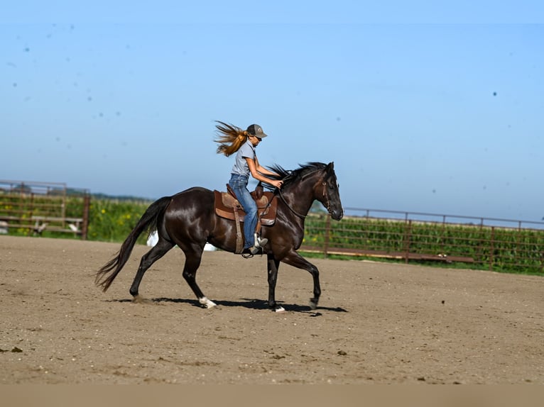 Quarter horse américain Hongre 4 Ans 163 cm Noir in Canistota