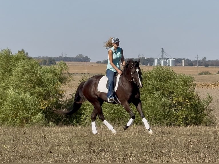 Quarter horse américain Hongre 4 Ans 163 cm Noir in Canistota