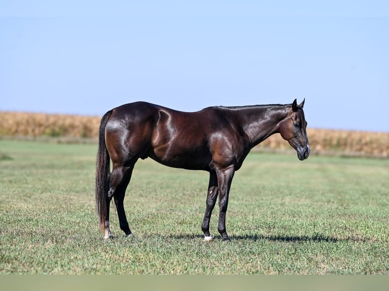 Quarter horse américain Hongre 4 Ans 163 cm Noir in Canistota