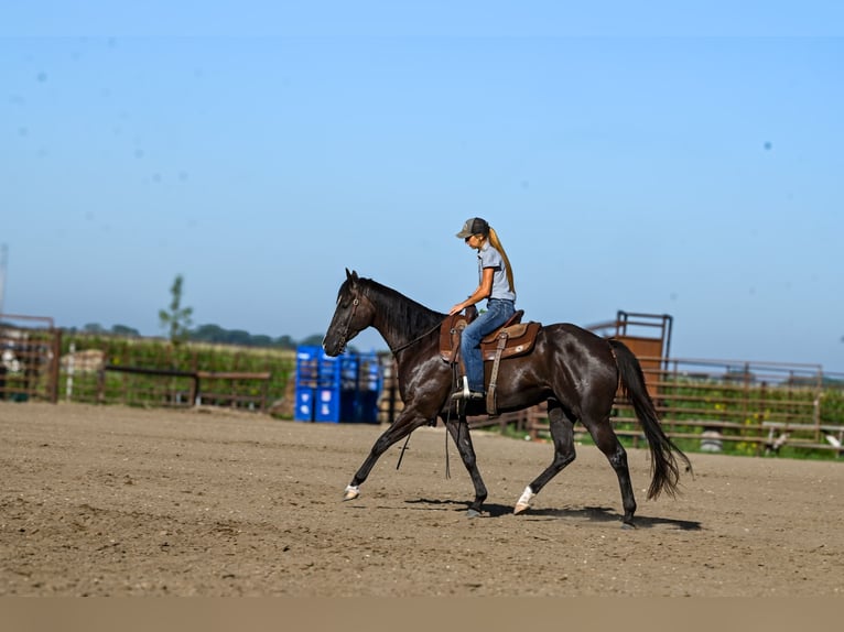 Quarter horse américain Hongre 4 Ans 163 cm Noir in Canistota