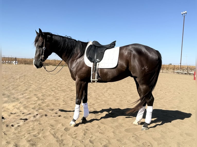 Quarter horse américain Hongre 4 Ans 163 cm Noir in Canistota