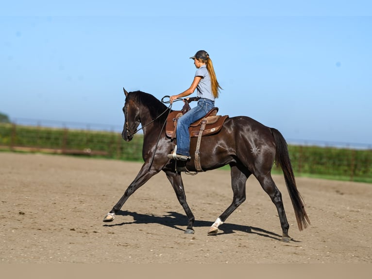 Quarter horse américain Hongre 4 Ans 163 cm Noir in Canistota