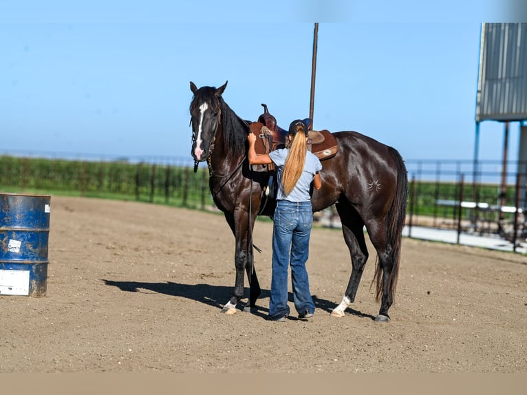 Quarter horse américain Hongre 4 Ans 163 cm Noir in Canistota