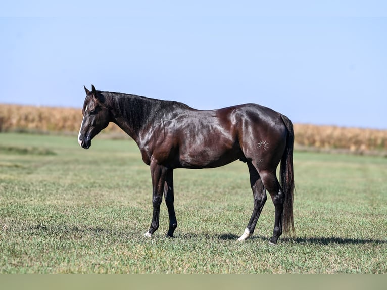 Quarter horse américain Hongre 4 Ans 163 cm Noir in Canistota
