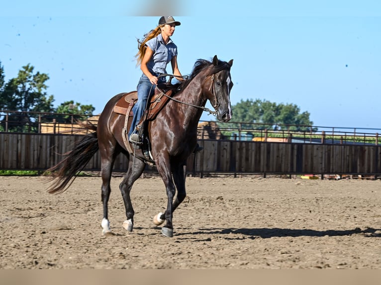 Quarter horse américain Hongre 4 Ans 163 cm Noir in Canistota