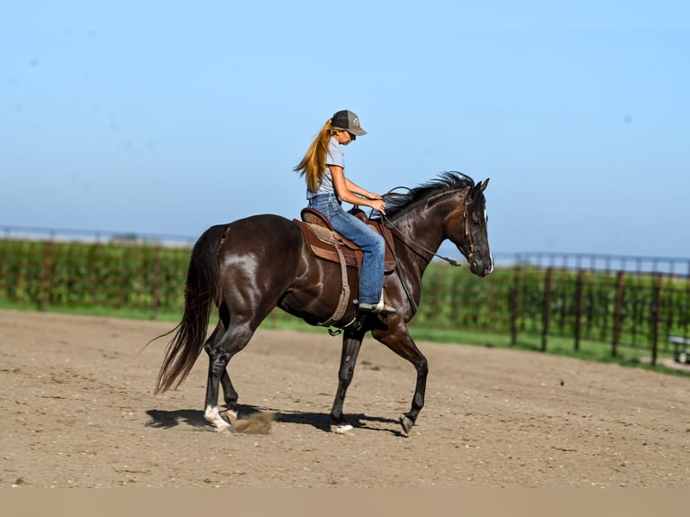 Quarter horse américain Hongre 4 Ans 163 cm Noir in Canistota