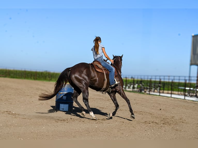 Quarter horse américain Hongre 4 Ans 163 cm Noir in Canistota