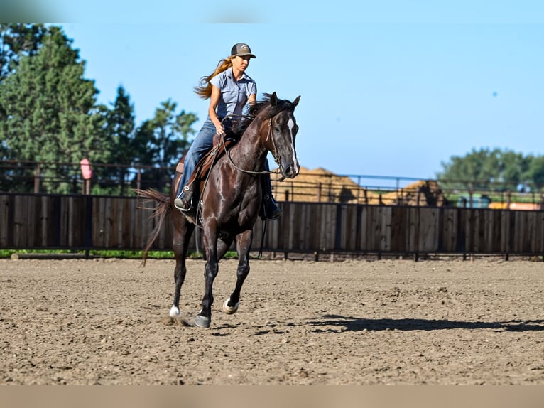 Quarter horse américain Hongre 4 Ans 163 cm Noir in Canistota