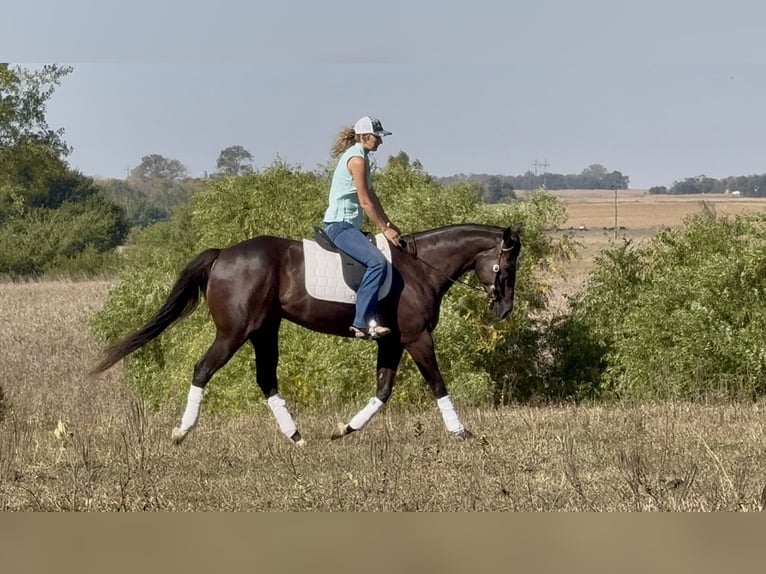 Quarter horse américain Hongre 4 Ans 163 cm Noir in Canistota