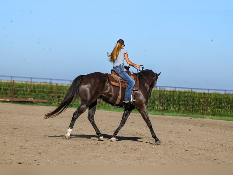 Quarter horse américain Hongre 4 Ans 163 cm Noir in Canistota