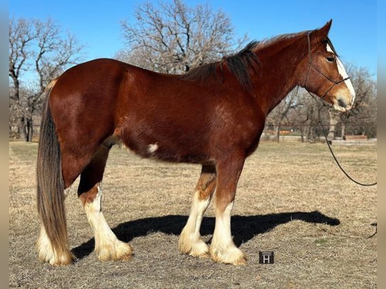 Quarter horse américain Hongre 4 Ans 163 cm Roan-Bay in Jacksboro, TX