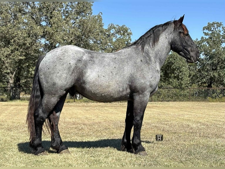 Quarter horse américain Hongre 4 Ans 163 cm Rouan Bleu in JAcksboro TX