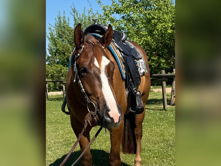 Quarter horse américain Hongre 4 Ans 165 cm Alezan in Burgdorf