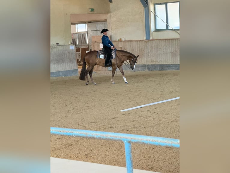 Quarter horse américain Hongre 4 Ans 165 cm Alezan in Burgdorf