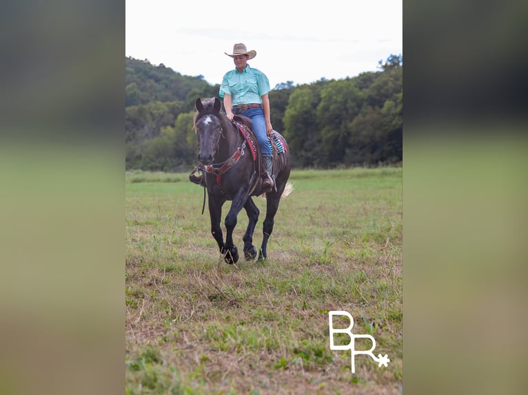 Quarter horse américain Hongre 4 Ans 165 cm Noir in Mountain Grove MO