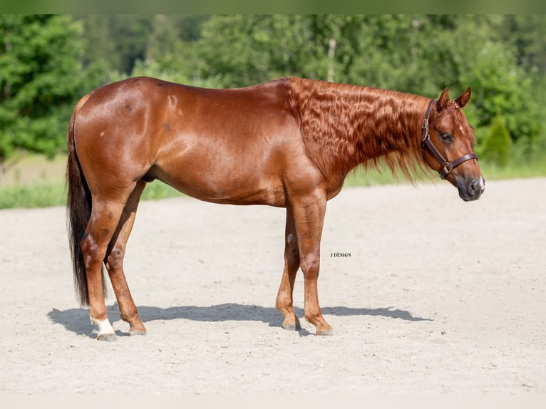 Quarter horse américain Hongre 4 Ans Alezan brûlé in Bitz