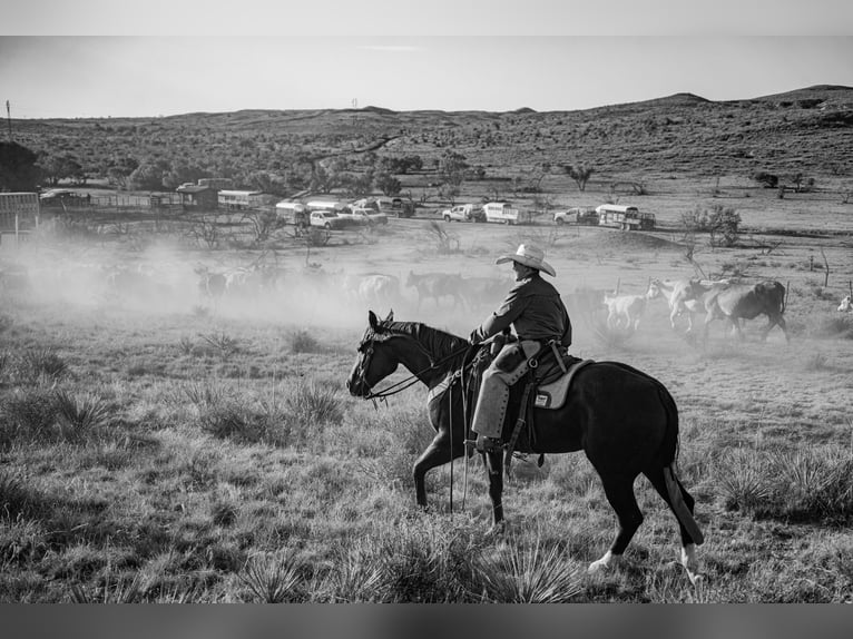 Quarter horse américain Hongre 4 Ans Alezan cuivré in Canyon