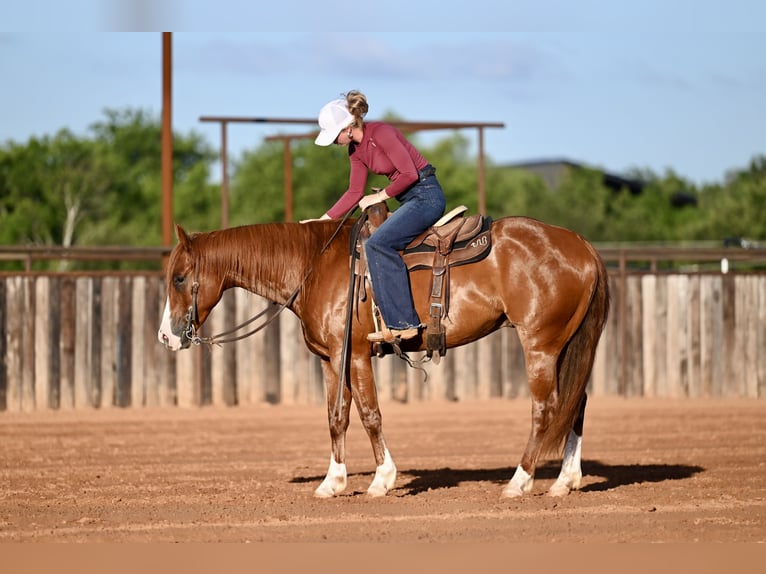 Quarter horse américain Hongre 4 Ans Alezan cuivré in Waco