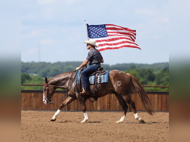 Quarter horse américain Hongre 4 Ans Alezan cuivré in Buffalo