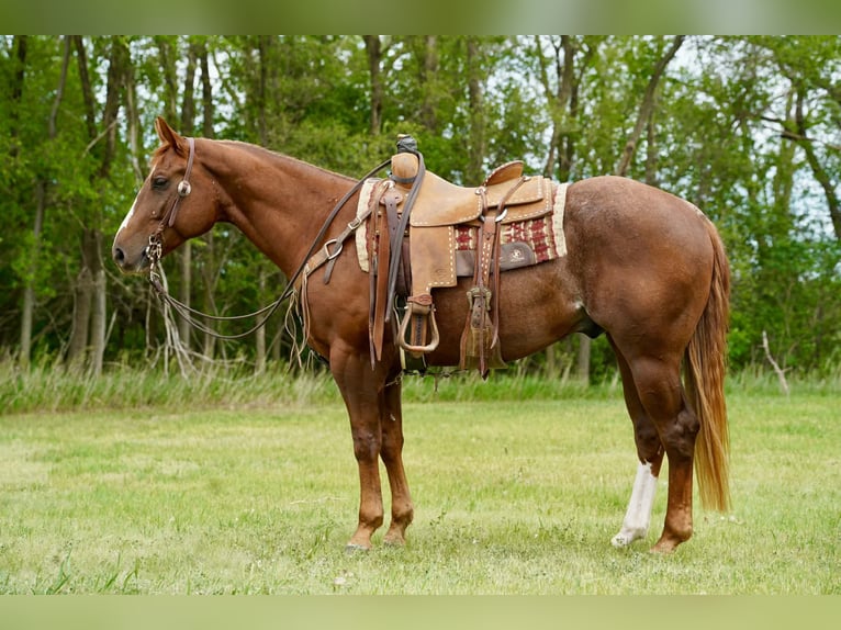 Quarter horse américain Hongre 4 Ans Alezan cuivré in Corsica