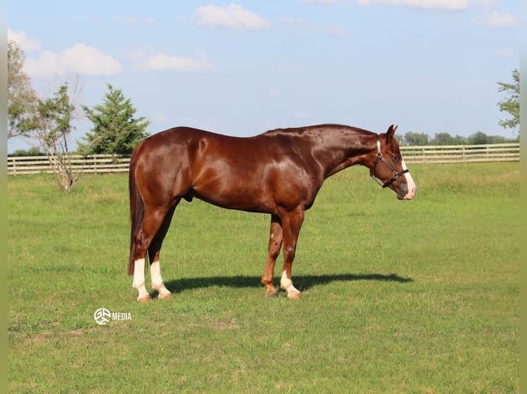 Quarter horse américain Hongre 4 Ans Alezan cuivré in Ashland