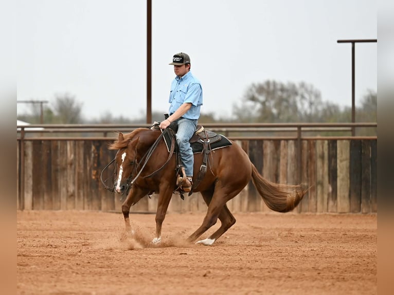 Quarter horse américain Hongre 4 Ans Alezan cuivré in Waco