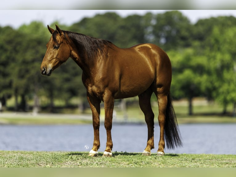 Quarter horse américain Hongre 4 Ans Alezan cuivré in Quitman, AR