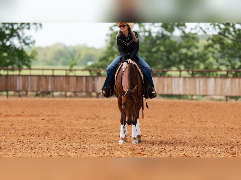 Quarter horse américain Hongre 4 Ans Alezan cuivré in Quitman, AR