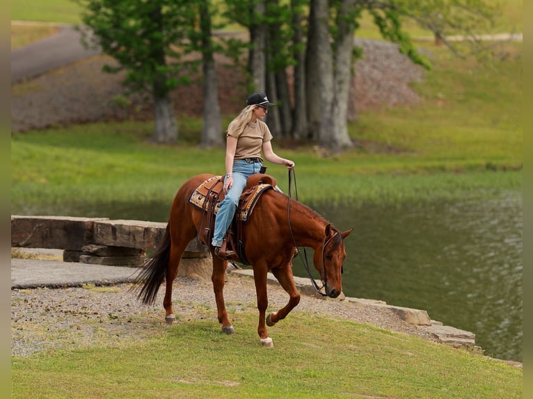 Quarter horse américain Hongre 4 Ans Alezan cuivré in Quitman, AR
