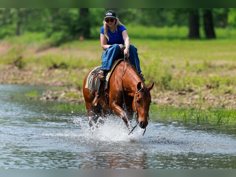 Quarter horse américain Hongre 4 Ans Alezan cuivré in Quitman, AR