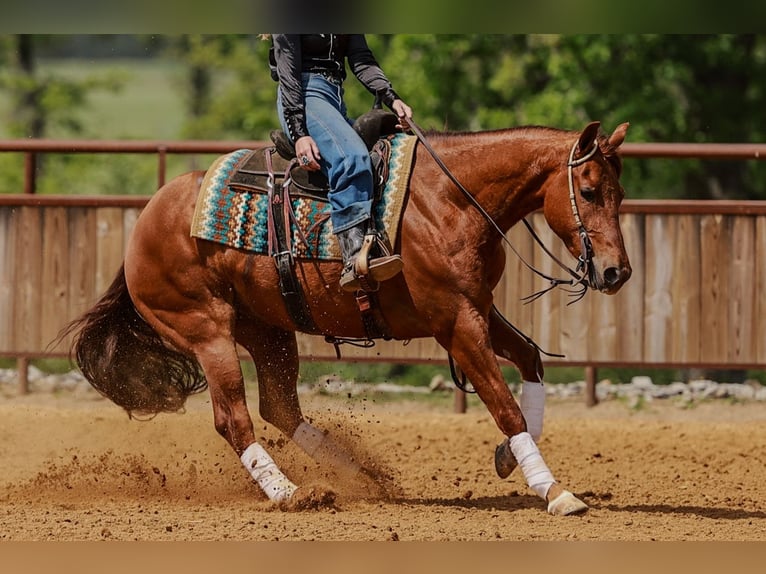 Quarter horse américain Hongre 4 Ans Alezan cuivré in Quitman, AR