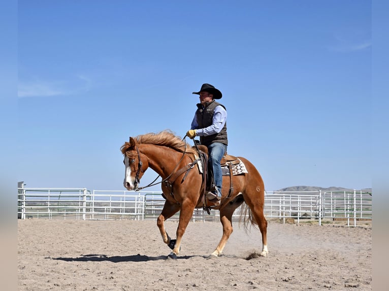 Quarter horse américain Hongre 4 Ans Alezan cuivré in Bayard, Nebraska