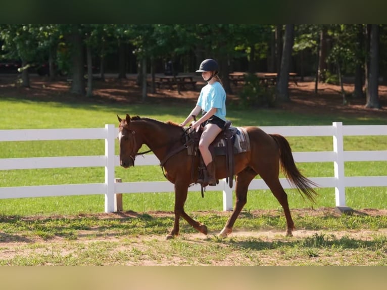 Quarter horse américain Hongre 4 Ans Alezan cuivré in Clover