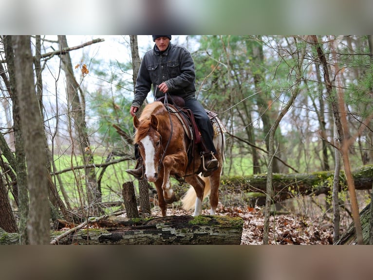 Quarter horse américain Croisé Hongre 4 Ans Alezan cuivré in Shipshewana