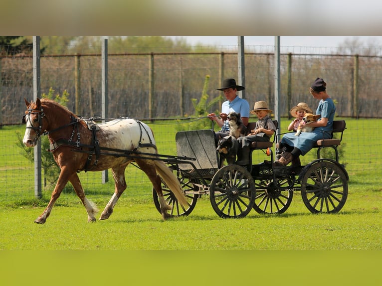 Quarter horse américain Croisé Hongre 4 Ans Alezan cuivré in Shipshewana