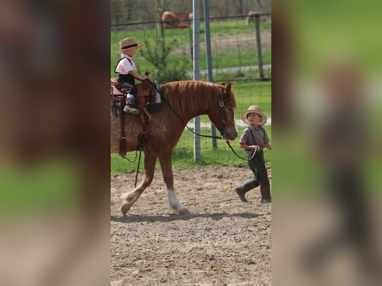 Quarter horse américain Croisé Hongre 4 Ans Alezan cuivré in Shipshewana