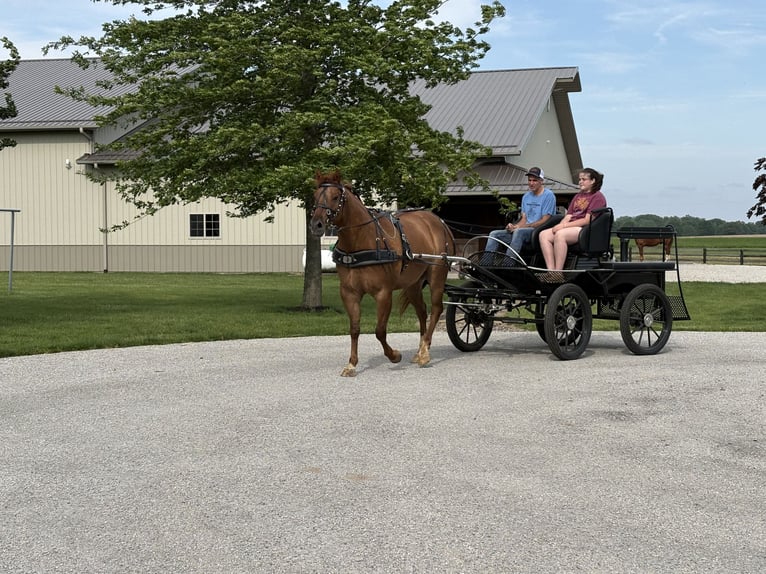 Quarter horse américain Hongre 4 Ans Alezan dun in Sullivan