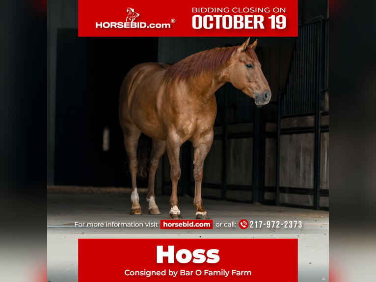Quarter horse américain Hongre 4 Ans Alezan dun in Sullivan