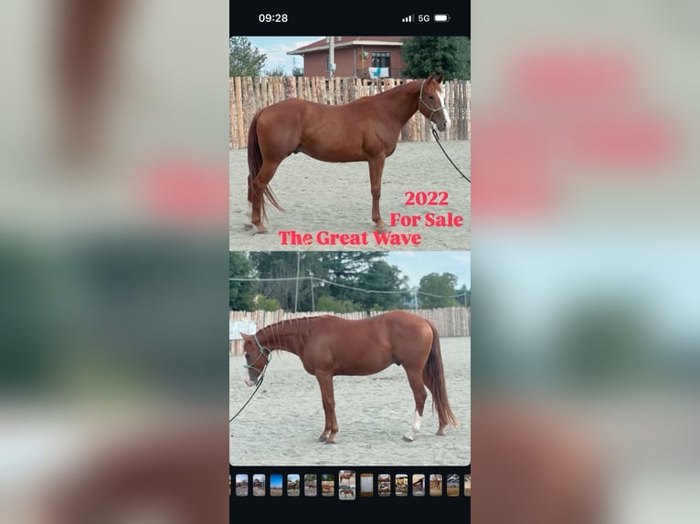 Quarter horse américain Hongre 4 Ans Alezan in Leini