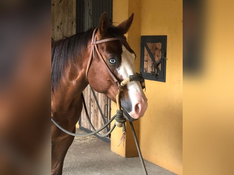 Quarter horse américain Hongre 4 Ans Bai cerise in Bogogno