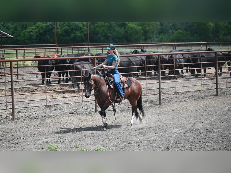Quarter horse américain Hongre 4 Ans Bai cerise in Waco
