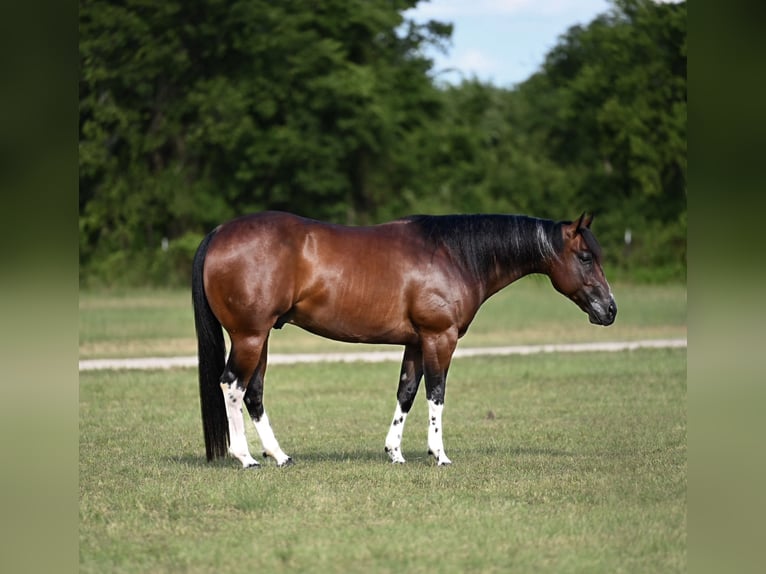 Quarter horse américain Hongre 4 Ans Bai cerise in Waco
