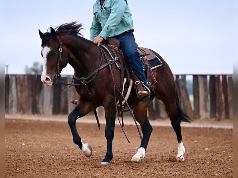Quarter horse américain Hongre 4 Ans Bai cerise in Waco