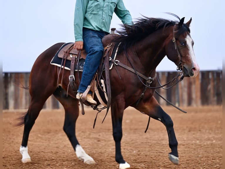 Quarter horse américain Hongre 4 Ans Bai cerise in Waco