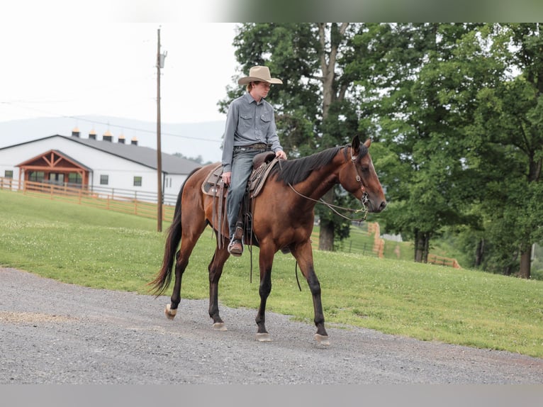 Quarter horse américain Hongre 4 Ans Bai cerise in Needmore