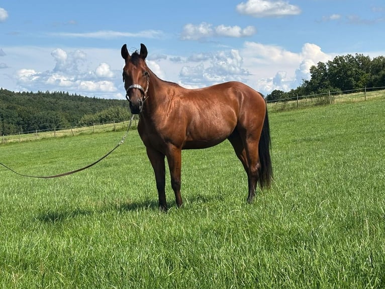 Quarter horse américain Hongre 4 Ans Bai in Biberach an der Riß