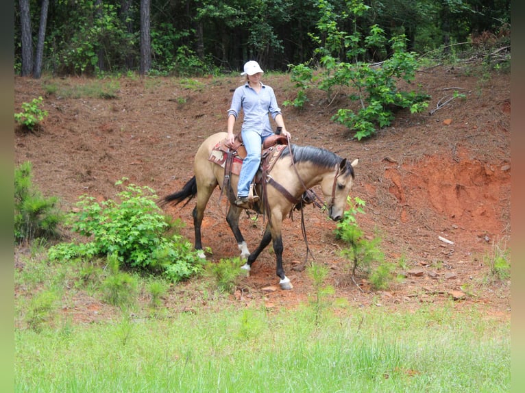 Quarter horse américain Hongre 4 Ans Buckskin in Rusk