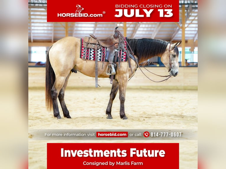 Quarter horse américain Hongre 4 Ans Buckskin in Rebersburg