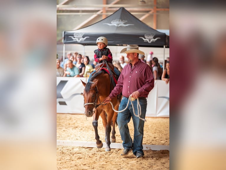 Quarter horse américain Hongre 4 Ans Buckskin in Ungenach
